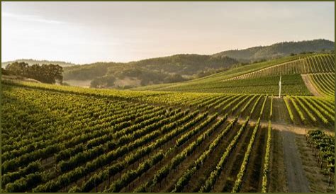 Scott Henry Obituary and Death News, The famous wine producer in the Umpqua Valley hills has passed away